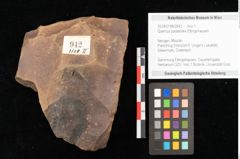Foto (Objekt + Etikett) von Quercus palaeoilex Ettingshausen (NHMW-GEO-2024-0188-0942)